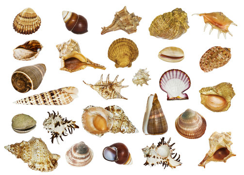 collage of sea shells of different shapes on white background isolated