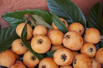 fresh loquat 