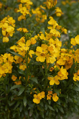 Erysimum cheiri