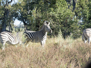 Damara zebra, Equus burchelli antiquorum, in high grass Moremi National Park, Botswana