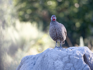 Swainso's Francolins, Francolinus swainsonii are on the thermite, Moremi National Park, Botswana