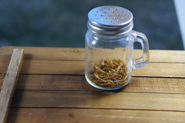 Mealworms in a pepper shaker jar