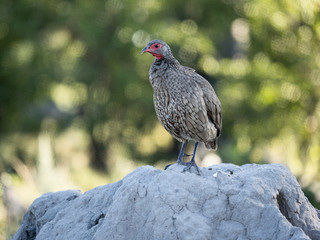 Swainso's Francolins, Francolinus swainsonii are on the thermite, Moremi National Park, Botswana