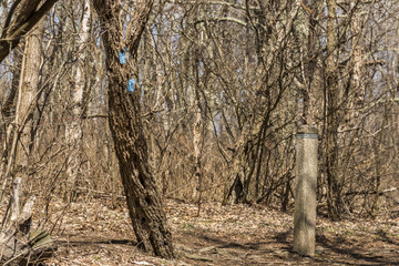 Light blue trail mark on a tree