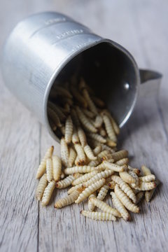 Waxworms in a measuring cup