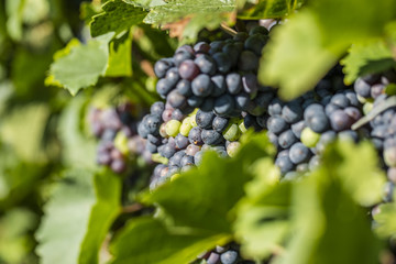 blue grapes in vineyard