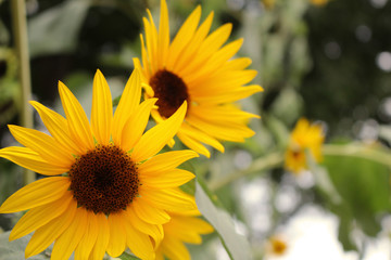 Obraz premium Sunflower blooming in a quiet garden