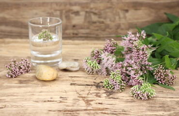 gestärkt durch jede Jahreszeit - mit der Naturheilpflanze Wasserdost und der aus ihr hersgestellten Tinktur