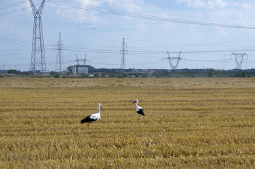 Storks and industry landscape