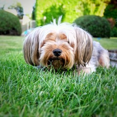 chien yorkshire en pose