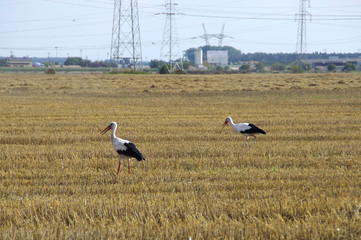 Storks and industry landscape