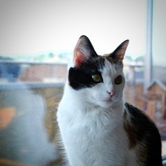 chat en appartement
