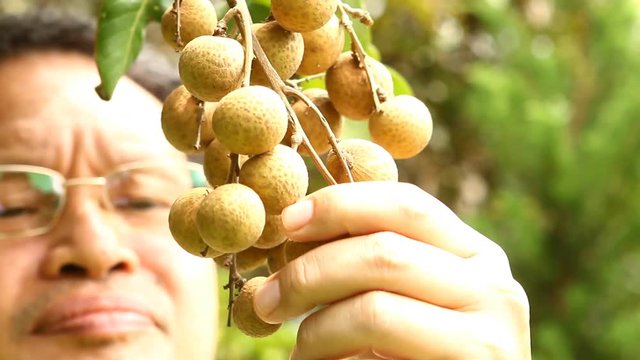 Man  eating  longan in chiangmai  Thailand