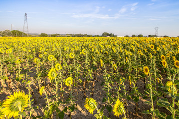 Obraz premium Big sunflower field