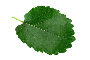 Fototapeta premium Mulberry leaf isolated