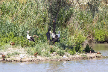 White storks (Ciconia ciconia)