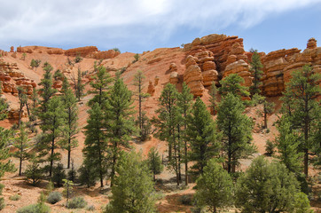 landscape on the bryce canyon in the united states of america