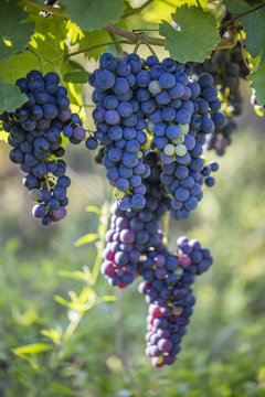 Fresh Blue Grapes In Vineyard