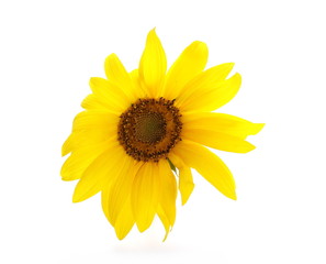 Sunflower isolated on white background