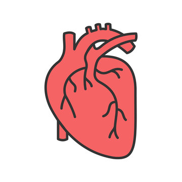 Human heart anatomy color icon