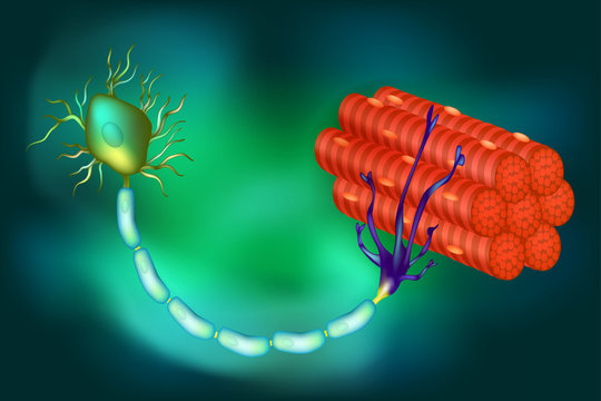 Motor Neuron Function. 