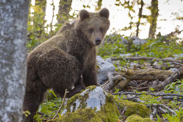 orso-11