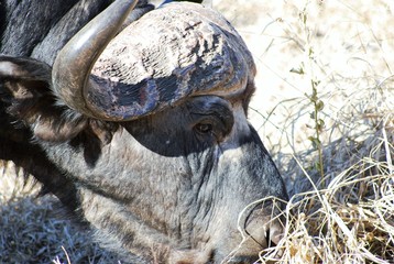 Africa - Kruger National Park - Buffalo