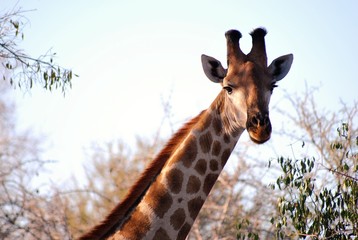 Africa - Kruger National Park - Giraffe