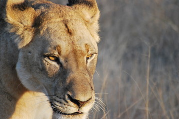 Africa - Kruger National Park - Lions