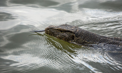 Water monitor, (Varanus salvator), Swimming in the lake water.