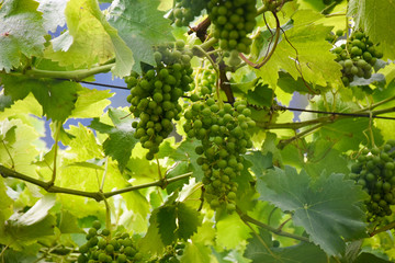 Ökologische Weinanbau