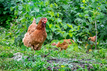 Brown chicken with chickens in the garden among the bushes of raspberries_