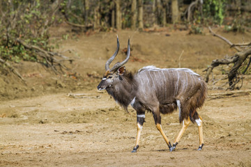 Nyala in Kruger National park, South Africa ; Specie Tragelaphus angasii family of Bovidae