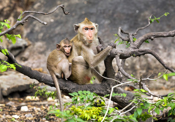 Mother and baby monkeys in the wild.