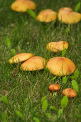 mushrooms boletus on the edge of the forest on a summer day