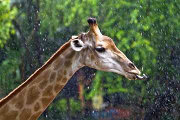 Naklejka na ściany i meble The head and neck of a giraffe eating water.