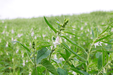 sesame seed plants blooming in the area of farmland