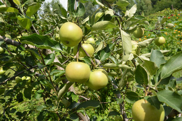Green apple on the apple tree with beautiful summer background.