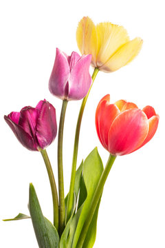 Multi-colored flowers tulips of natural coloring isolated on white background
