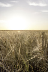 Fototapeta premium The beautiful sunset. Shot at Askø in Denmark