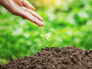 Human hand watering young plant