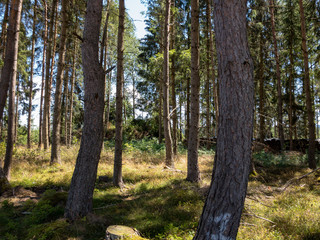 In the forest on a nice summer day