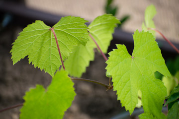 Green leaves of black currant on a blurred background, Black currant/