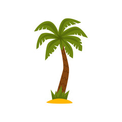 Beautiful palm tree, tropical evergreen plant vector Illustration on a white background