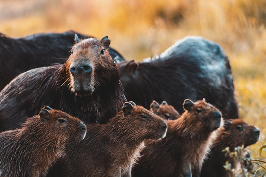 Capybara Family