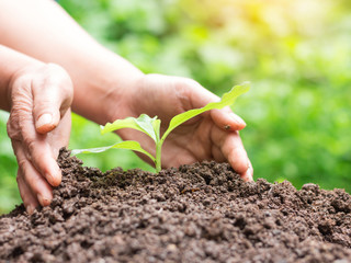 Human hands are planting young plant into fertile soil.