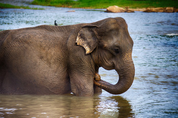 elephant in the river