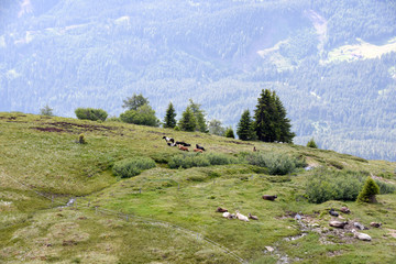 Fototapeta na wymiar Alpiner Panorama