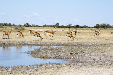 Impala, Aepyceros melampus, in the Moremi National Park, Botswana