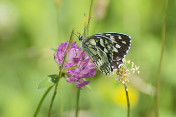 Day butterflies on flowers